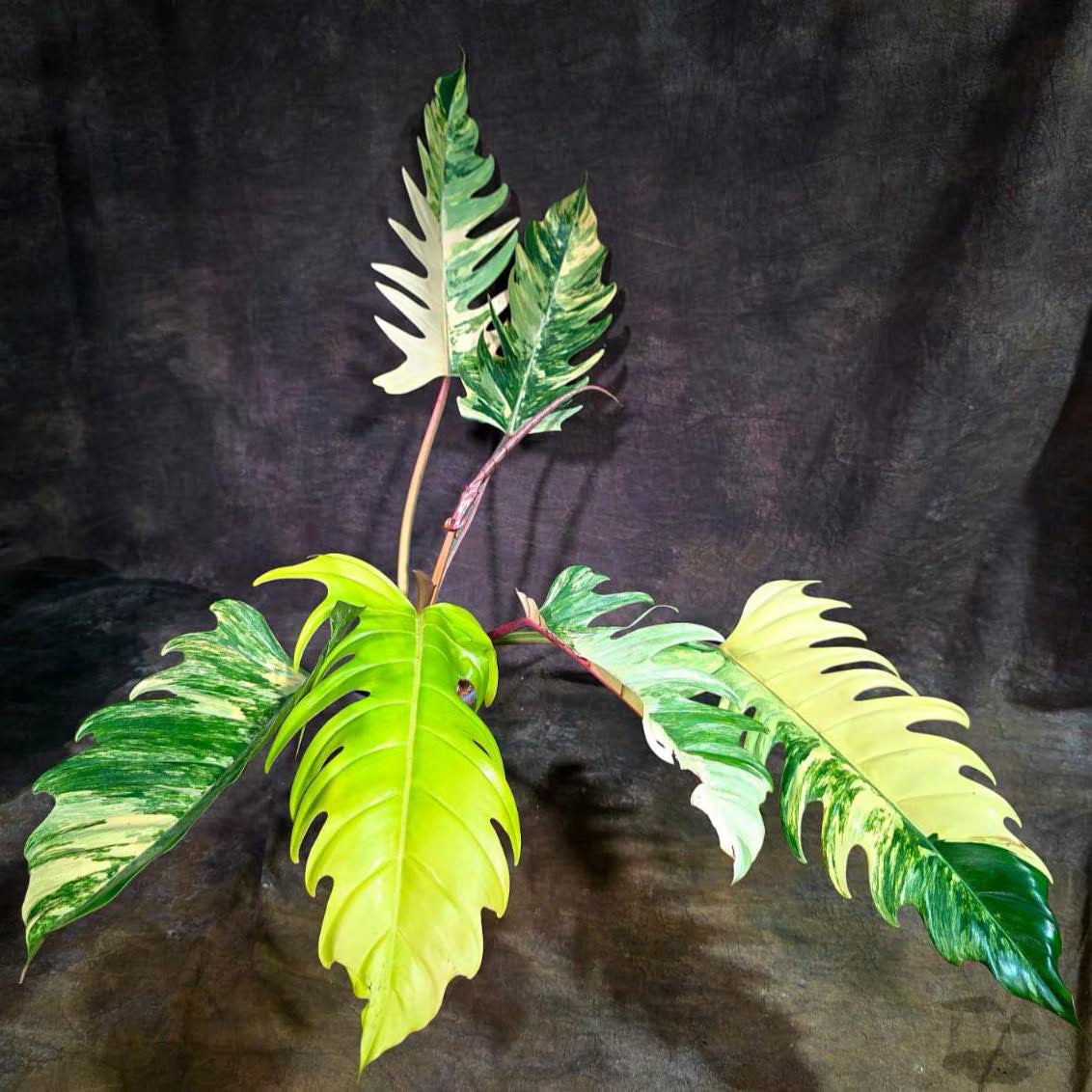 Super Rare Variegated Philodendron Caramel Marble (Aug-14-28-ER)