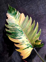 Super Rare Variegated Philodendron Caramel Marble (Aug-14-29-ER)