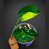 Scindapsus Jade Satin Variegated - Yellow Variegation (Aug-14-11)