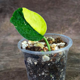 Scindapsus Jade Satin Variegated - Yellow Variegation (Aug-14-10)