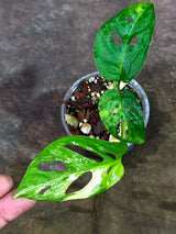 Variegated Monstera Adansonii Albo - (Aug-14-23)