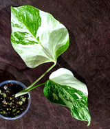 Variegated Monstera Albo - White Albo Borsigiana (Aug-14-15)