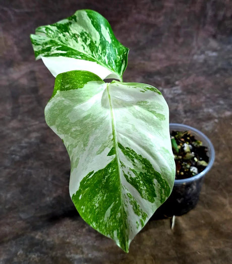 Variegated Monstera Albo - White Albo Borsigiana (Aug-14-15)