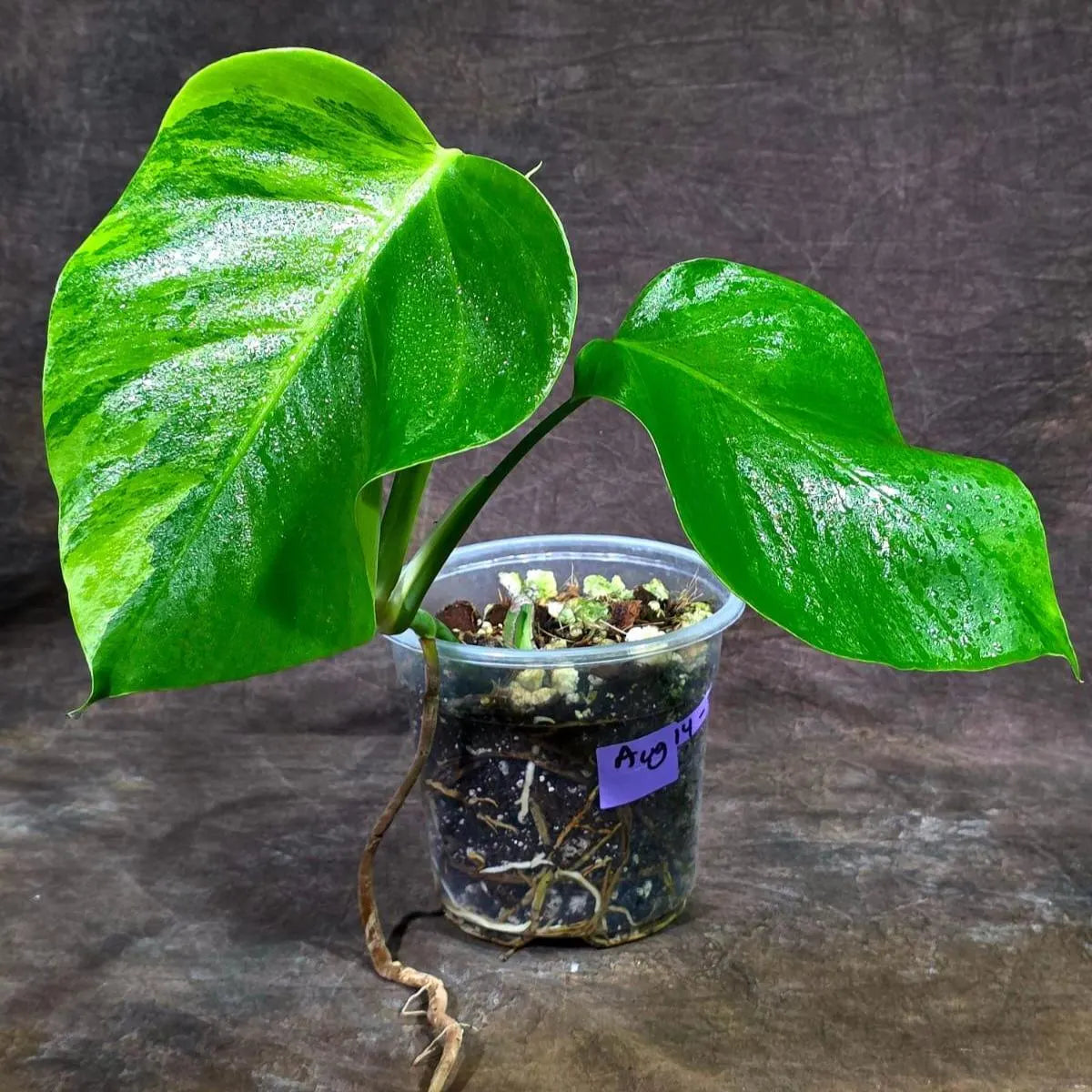 Monstera Borsigiana Aurea Variegated (Aug-14-7)