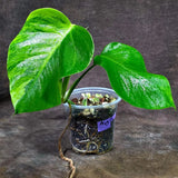 Monstera Borsigiana Aurea Variegated (Aug-14-7)