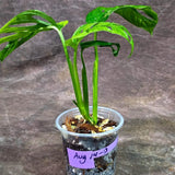 Monstera Adansonii Aurea Variegated - Swiss Cheese Premium (Aug-14-13)