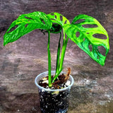 Monstera Adansonii Aurea Variegated - Swiss Cheese Premium (Aug-14-13)