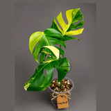Monstera Borsigiana Aurea Variegated (Aug-25-33)