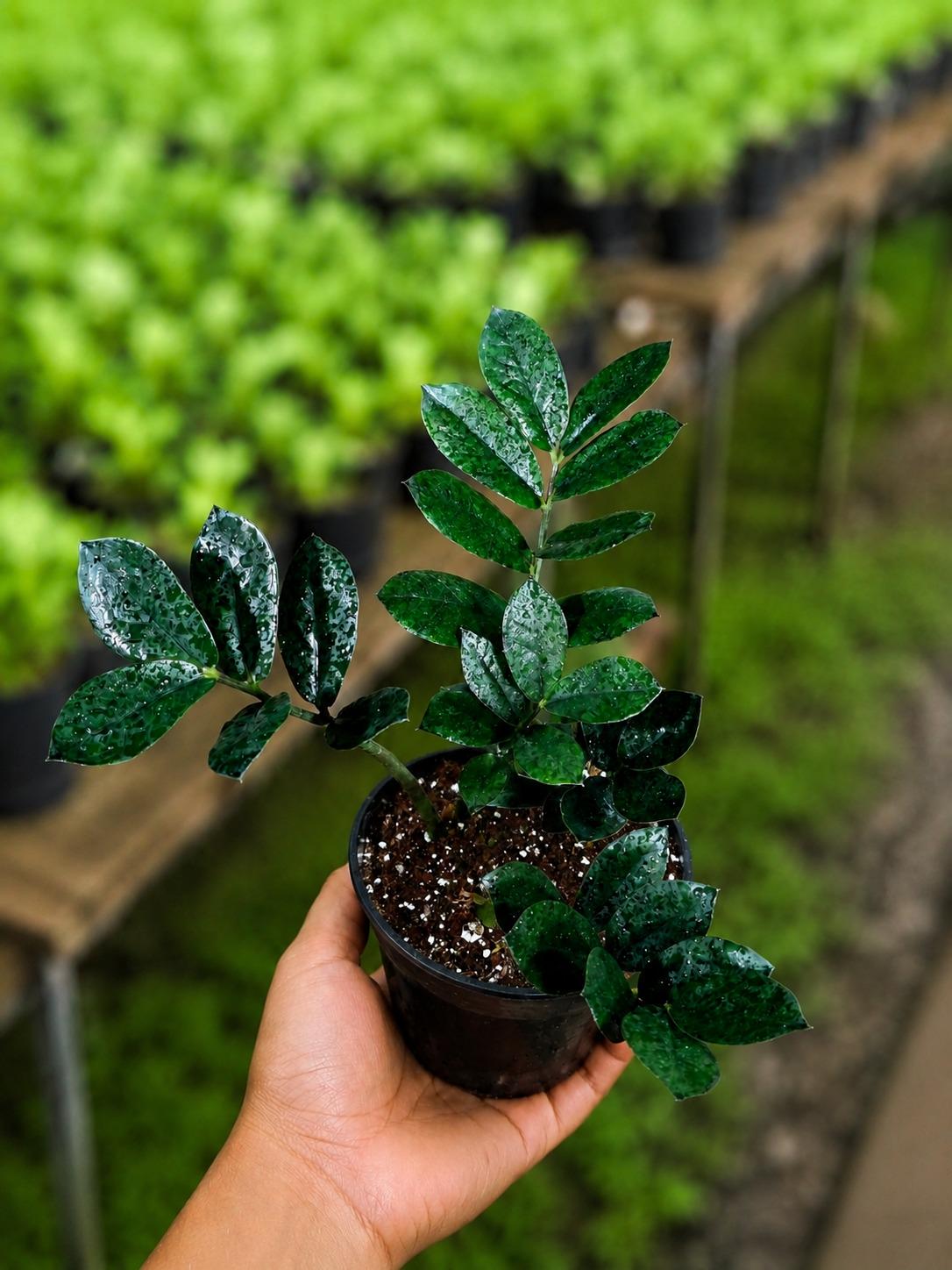 Raven ZZ Plant in 6" Nursery Pot - Indoor Live Houseplant - Zamioculcas Zamiifolia Raven Plant - Rare Indoor Plant - ZZ Plant