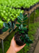 Raven ZZ Plant in 6" Nursery Pot - Indoor Live Houseplant - Zamioculcas Zamiifolia Raven Plant - Rare Indoor Plant - ZZ Plant