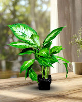 Dieffenbachia Plant in 3” Nursery Pot - Dumb Cane Plant - Easy Care Houseplant - Low Light Indoor Plant - Gift Houseplant