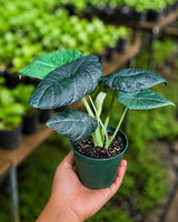 Alocasia Maharani Grey Dragon in 6" Nursery Pot - Jewel Alocasia - Rare Houseplant - Tropical Aroid - Collector Plant