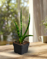 Fernwood Mikado Plant in 3" Nursery Pot - Snake Plant - Sansevieria Fernwood - Low Light Plant - Office Plant