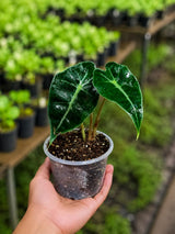 Alocasia Polly Starter Plant in 3" Nursery Pot - Tropical Indoor Houseplant - Elephant Ear Live Plant