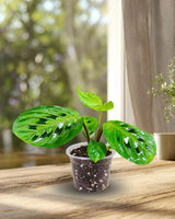 Red Prayer Plant in 3” Nursery Pot - Maranta Leuconeura - Live Indoor Plant -Tropical Indoor Houseplant - Pet Friendly Plant
