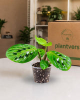 Red Prayer Plant in 3” Nursery Pot - Maranta Leuconeura - Live Indoor Plant -Tropical Indoor Houseplant - Pet Friendly Plant