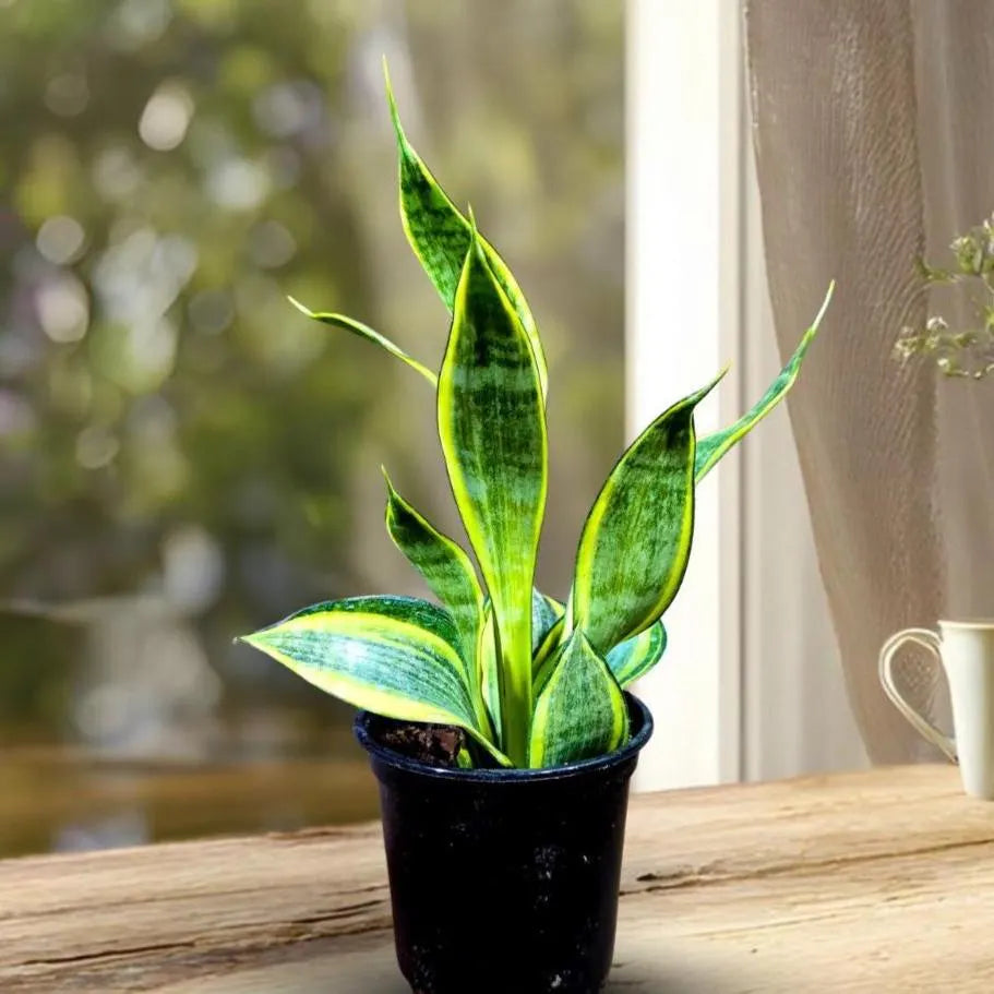 Sansevieria Gold Star Hahnii in a 4" Nursery Pot - Golden Bird's Nest Snake Plant - Dwarf Snake Plant - Live Indoor Houseplant