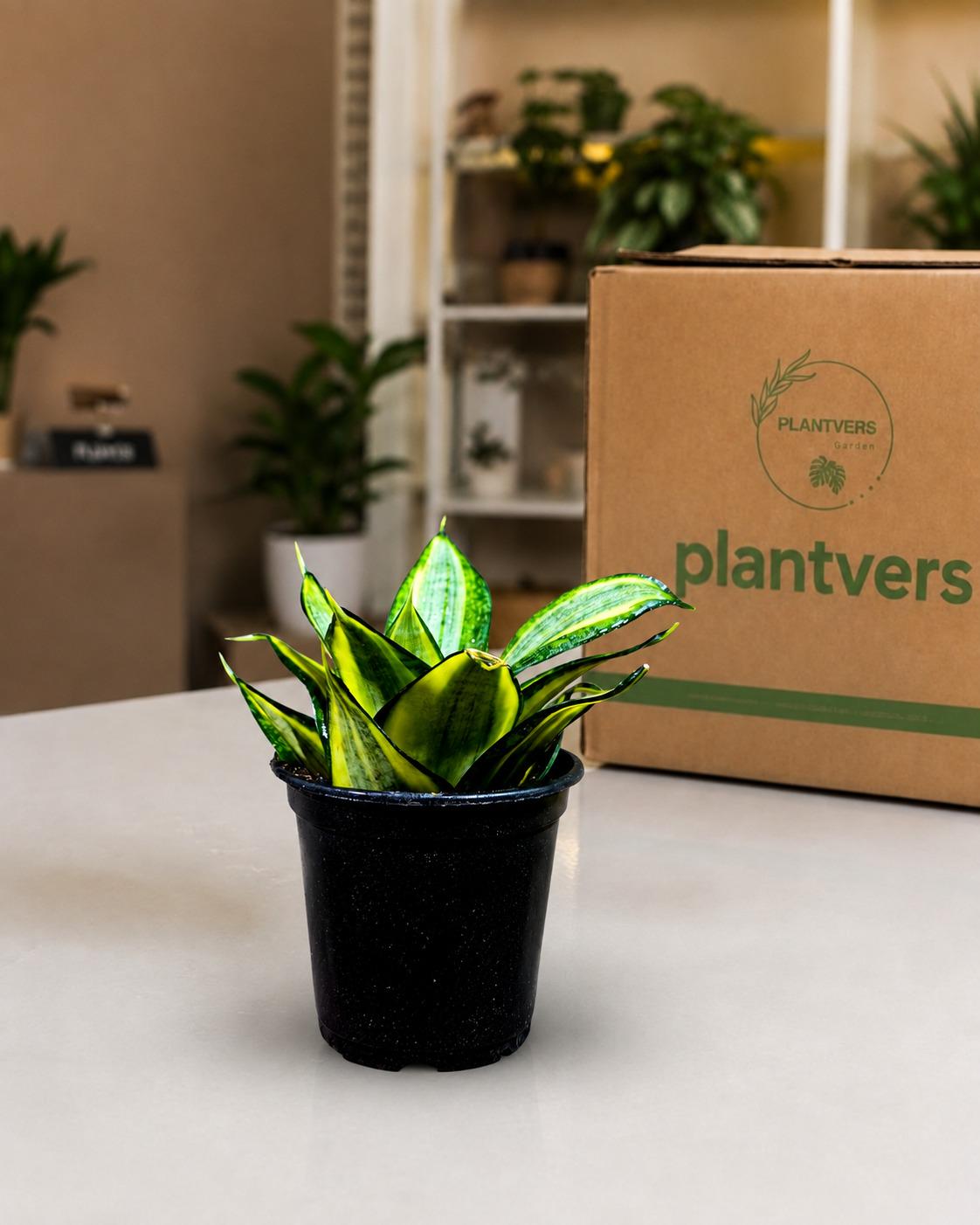 Sansevieria Gold Star Hahnii in a 4" Nursery Pot - Golden Bird's Nest Snake Plant - Dwarf Snake Plant - Live Indoor Houseplant