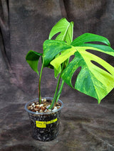 Monstera Borsigiana Aurea Variegated (Aug-25-33)