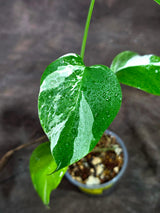 Variegated Monstera Albo - White Albo Borsigiana (Aug-25-34)