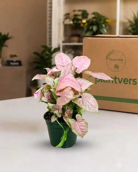 Syngonium Pink Perfection Live Plant in 6" Nursery Pot - Pink Arrowhead Plant - Tropical Indoor Houseplant - Rare Syngonium