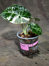 Alocasia Reginula Black Velvet Pink Variegated - (Sep-11-3-ER)