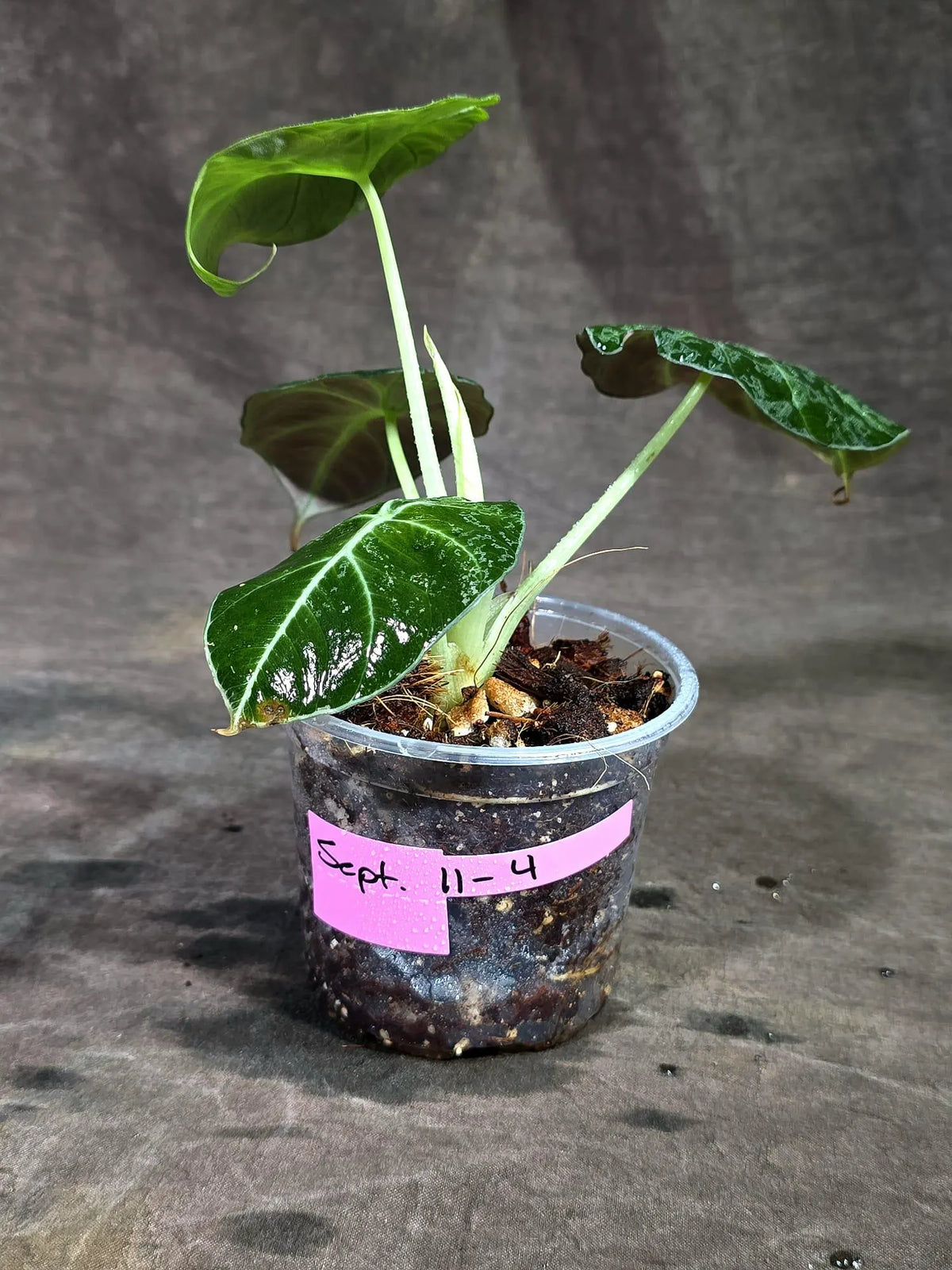Alocasia Reginula Black Velvet Pink Variegated - (Sep-11-4-ER)