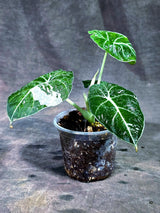 Alocasia Reginula Black Velvet Pink Variegated - (Sep-11-4-ER)