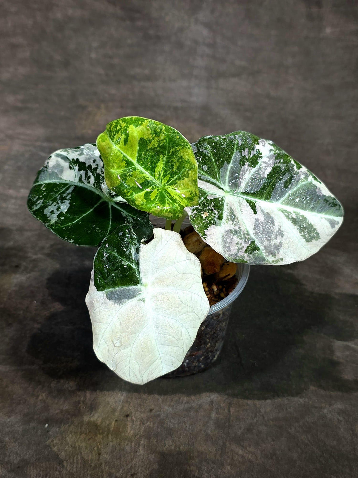 Alocasia Reginula Black Velvet Pink Variegated - (Sep-11-12-ER)
