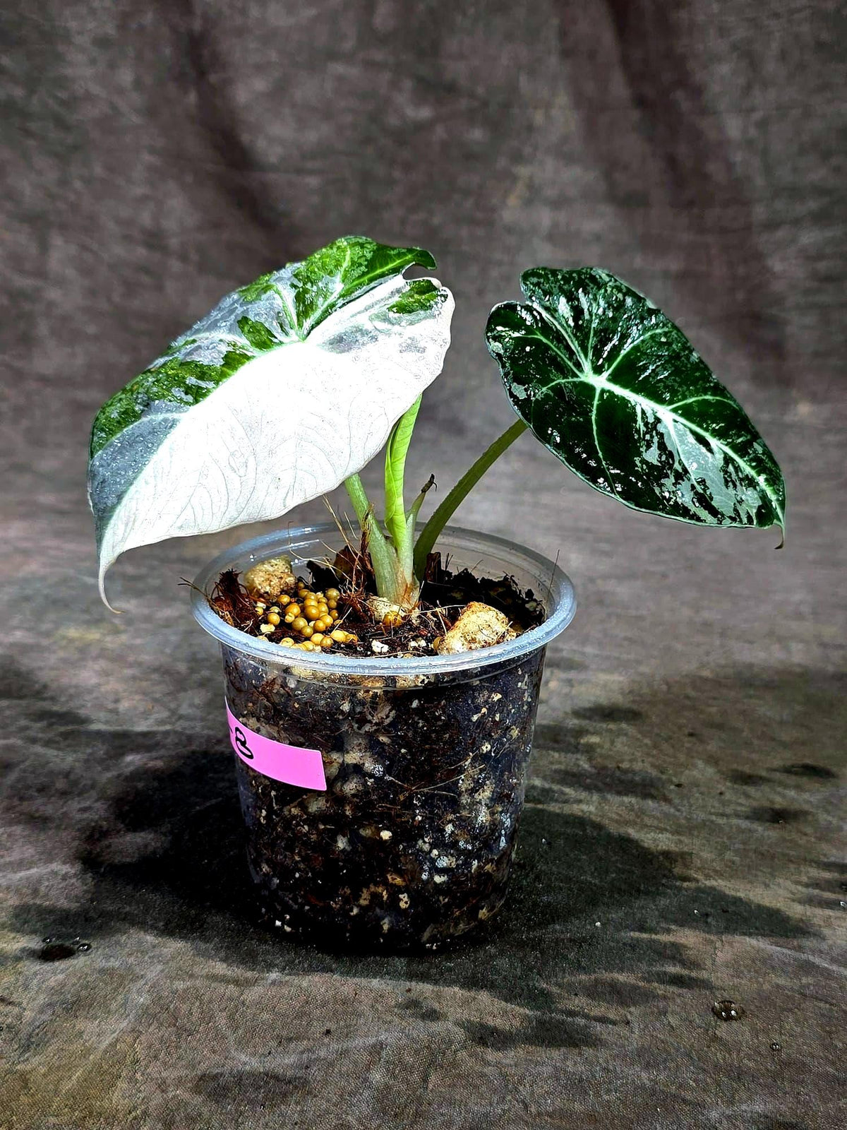 Alocasia Reginula Black Velvet Pink Variegated - (Sep-11-8-ER)