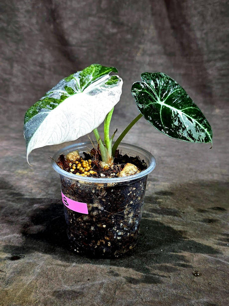 Alocasia Reginula Black Velvet Pink Variegated - (Sep-11-8-ER)