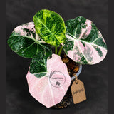 Alocasia Reginula Black Velvet Pink Variegated - (Sep-11-12-ER)