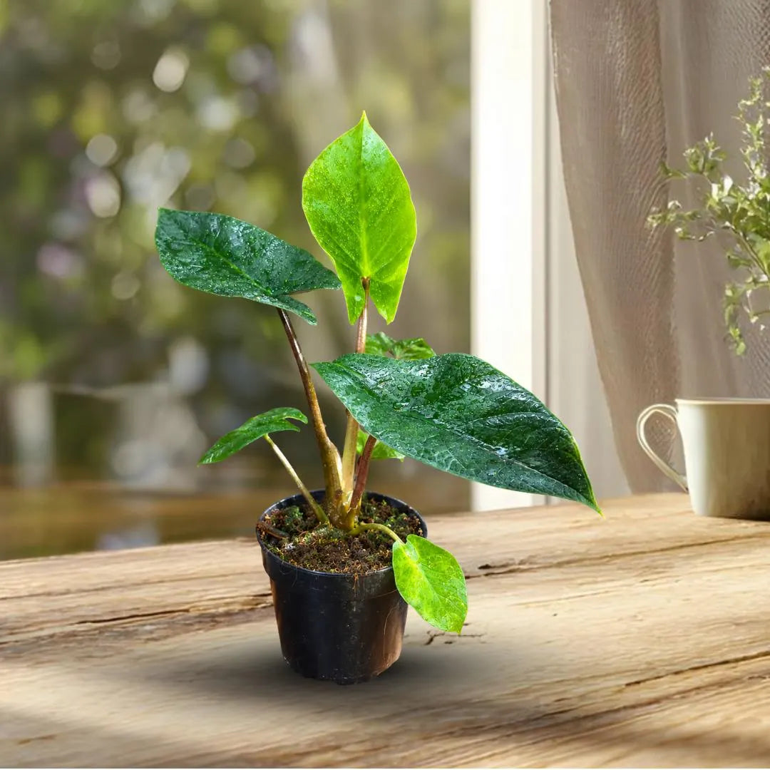 Alocasia Scalprum Live Plant in 4" Nursery Pot - Rare Alocasia - Silver Green Foliage - Tropical Collector Houseplant