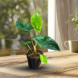 Alocasia Scalprum Live Plant in 4" Nursery Pot - Rare Alocasia - Silver Green Foliage - Tropical Collector Houseplant