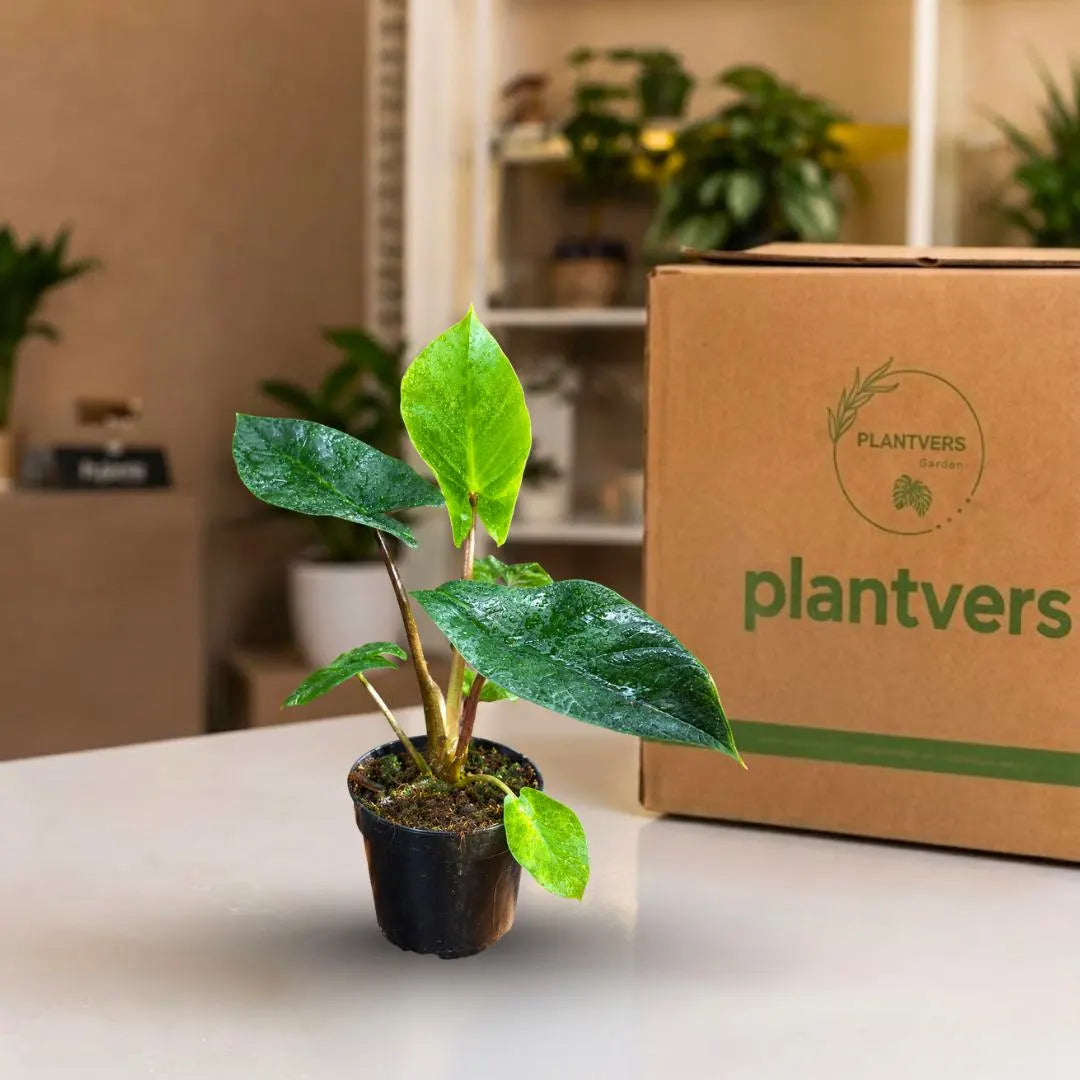 Alocasia Scalprum Live Plant in 4" Nursery Pot - Rare Alocasia - Silver Green Foliage - Tropical Collector Houseplant