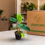 Alocasia Scalprum Live Plant in 4" Nursery Pot - Rare Alocasia - Silver Green Foliage - Tropical Collector Houseplant