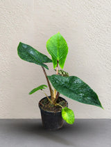 Alocasia Scalprum Live Plant in 4" Nursery Pot - Rare Alocasia - Silver Green Foliage - Tropical Collector Houseplant