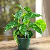 Epipremnum Pinnatum Albo Live Plant in 6" Nursery Pot - Variegated Dragon Tail Plant - Rare Tropical Houseplant