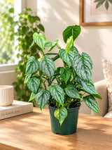 Philodendron Brandtianum Live Plant in 6" Nursery Pot - Silver Leaf Philodendron - Tropical Indoor Houseplant - Rare Aroid
