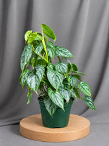 Philodendron Brandtianum Live Plant in 6" Nursery Pot - Silver Leaf Philodendron - Tropical Indoor Houseplant - Rare Aroid