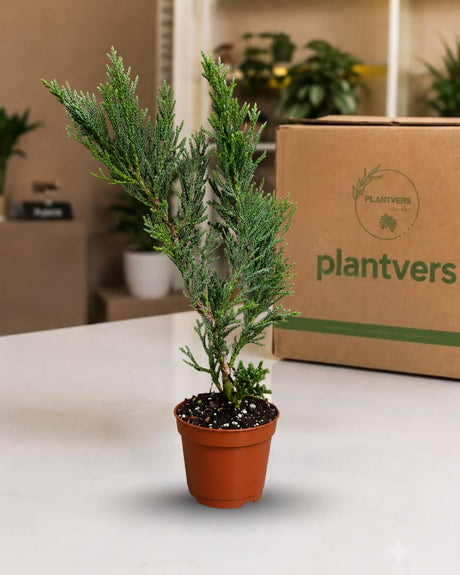 Spartan Juniper Live Plant in 3" Nursery Pot - Juniperus chinensis 'Spartan' - Evergreen Conifer - Outdoor Garden & Bonsai Plant