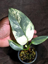 Variegated Silver sword Philodendron (Sep-16-16)