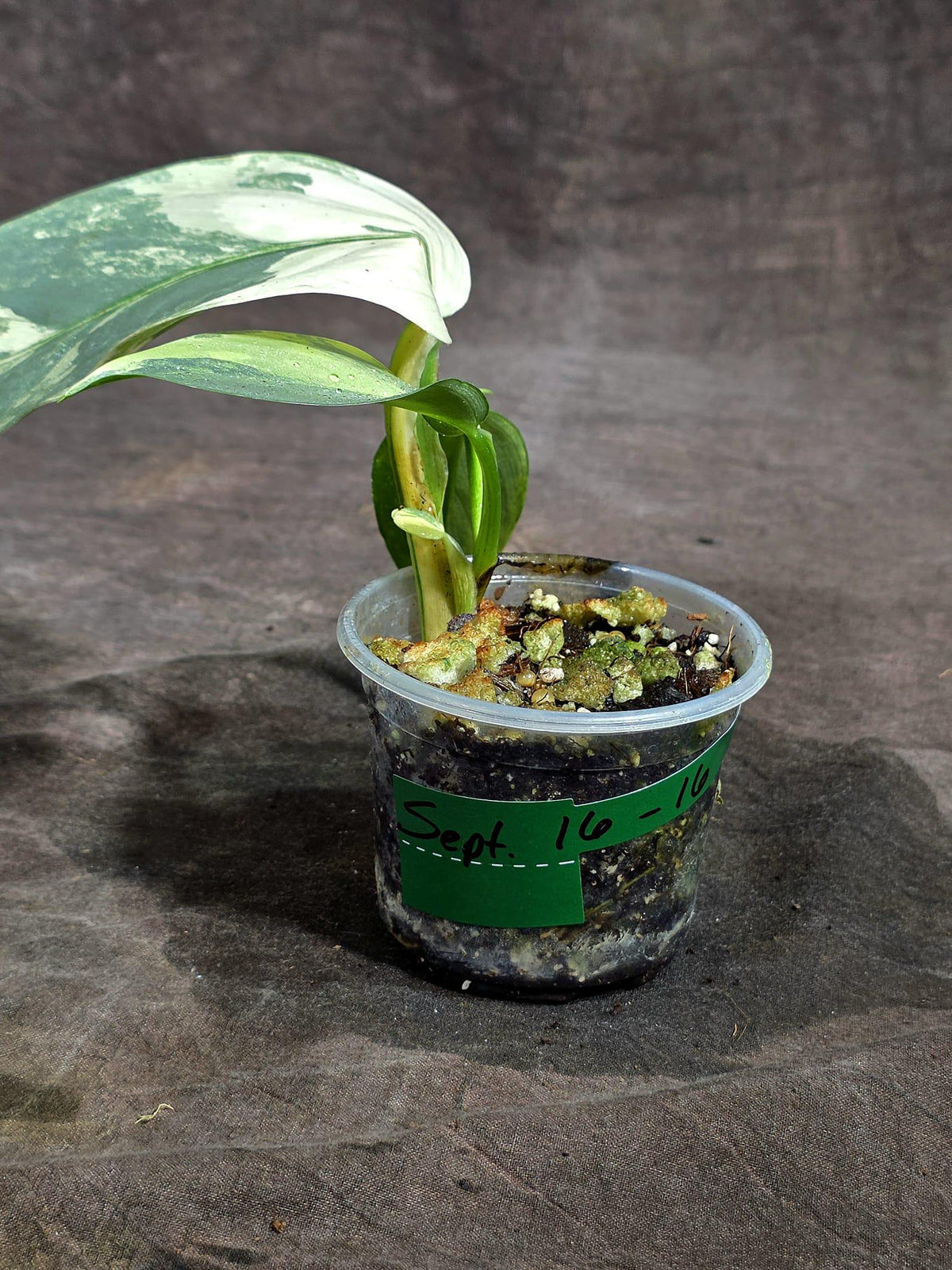 Variegated Silver sword Philodendron (Sep-16-16)