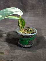 Variegated Silver sword Philodendron (Sep-16-16)