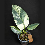 Variegated Silver sword Philodendron (Sep-16-16)