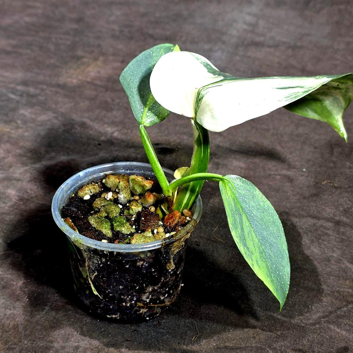 Variegated Silver sword Philodendron (Sep-16-16)