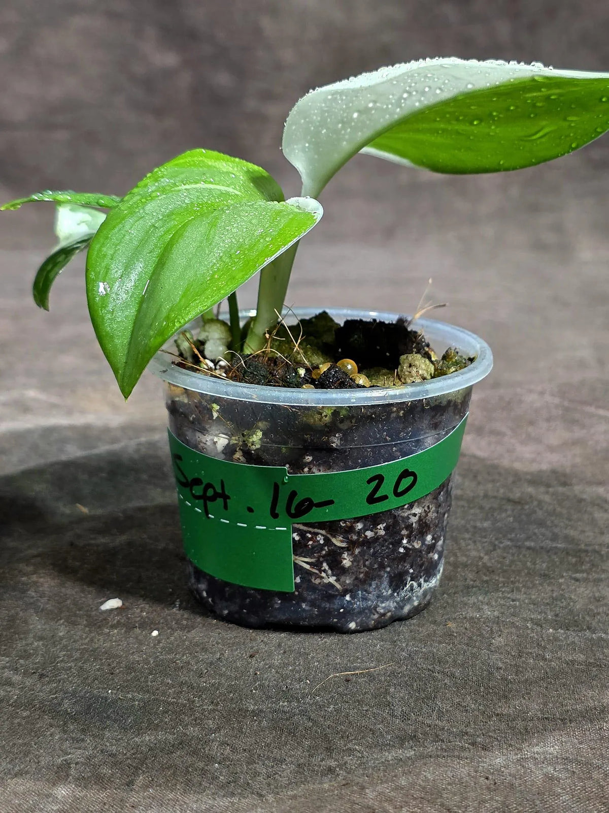 Scindapsus Moonlight Treubii Albo Variegated (Sep-16-20)