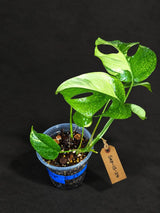 Rhaphidophora Tetrasperma Albo Variegated (Sep-15-24)