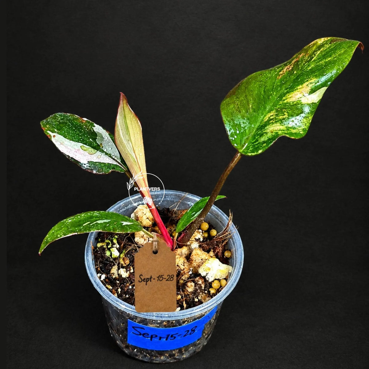 Variegated Philodendron Red Anderson - Rare Tricolor (Sep-15-28)