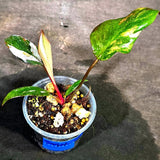 Variegated Philodendron Red Anderson - Rare Tricolor (Sep-15-28)